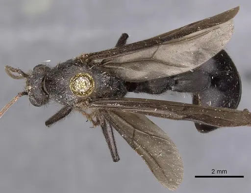 Myrmicaria opaciventris specimen CASENT0900502 image casent0900502_1
