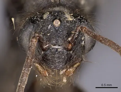 Myrmicaria opaciventris specimen CASENT0900502 image casent0900502_2