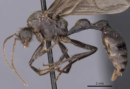 Myrmicaria opaciventris specimen CASENT0900502 image casent0900502_3