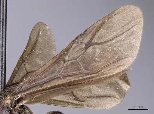 Myrmicaria opaciventris specimen CASENT0900502 image casent0900502_4