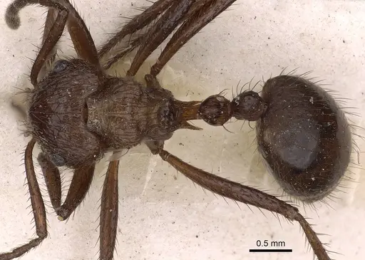 Myrmicaria opaciventris specimen CASENT0900504 image casent0900504_1