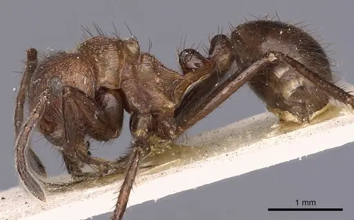 Myrmicaria opaciventris specimen CASENT0900504 image casent0900504_3