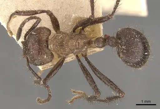 Myrmicaria opaciventris specimen CASENT0908332 image casent0908332_1