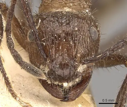 Myrmicaria opaciventris specimen CASENT0908332 image casent0908332_2