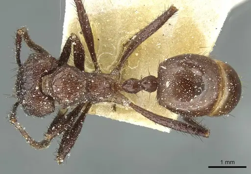 Myrmicaria opaciventris specimen CASENT0913050 image casent0913050_1