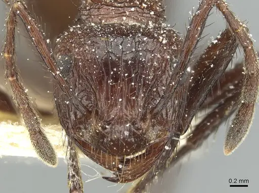 Myrmicaria opaciventris specimen CASENT0913050 image casent0913050_2