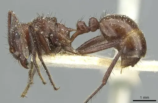 Myrmicaria opaciventris specimen CASENT0913050 image casent0913050_3