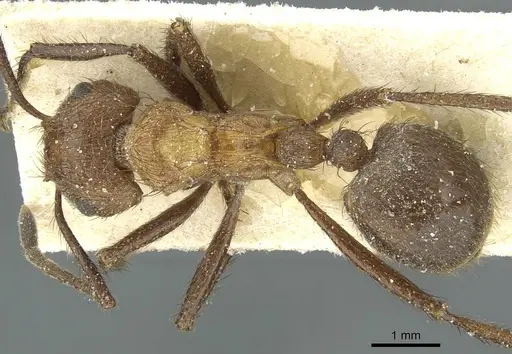 Myrmicaria opaciventris specimen CASENT0913051 image casent0913051_1