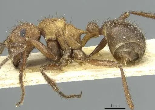 Myrmicaria opaciventris specimen CASENT0913051 image casent0913051_3