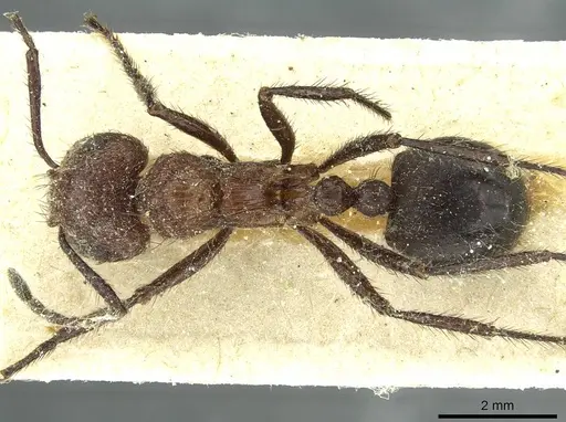 Myrmicaria opaciventris specimen CASENT0913052 image casent0913052_1