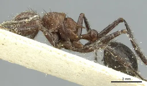Myrmicaria opaciventris specimen CASENT0913052 image casent0913052_3
