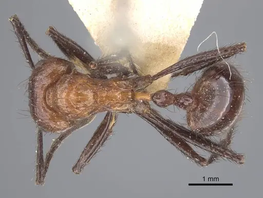 Myrmicaria opaciventris specimen CASENT0916966 image casent0916966_1