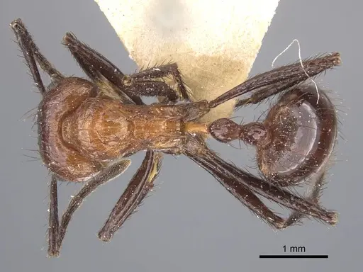 Myrmicaria opaciventris specimen CASENT0916966 image casent0916966_2