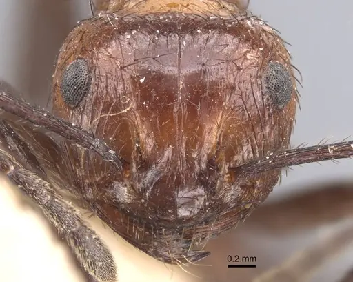 Myrmicaria opaciventris specimen CASENT0916966 image casent0916966_3