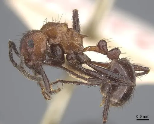 Myrmicaria opaciventris specimen CASENT0916966 image casent0916966_5