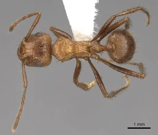 Myrmicaria opaciventris specimen CASENT0923009 image casent0923009_1