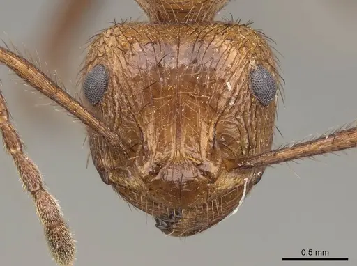 Myrmicaria opaciventris specimen CASENT0923009 image casent0923009_2