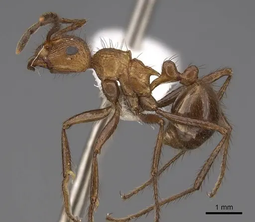 Myrmicaria opaciventris specimen CASENT0923009 image casent0923009_3