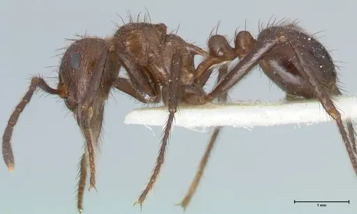 Myrmicaria opaciventris specimen FOCOL1579 image focol1579_1