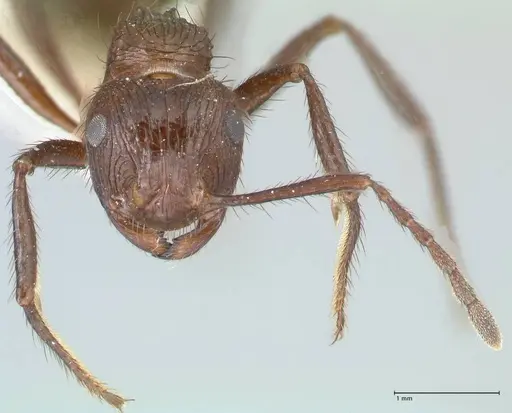 Myrmicaria opaciventris specimen FOCOL1579 image focol1579_2