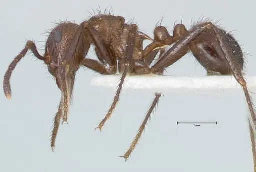 Myrmicaria opaciventris specimen FOCOL1579 image focol1579_3