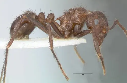 Myrmicaria opaciventris specimen FOCOL1579 image focol1579_4