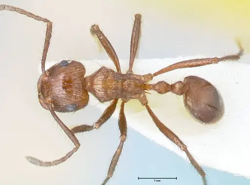 Myrmicaria opaciventris specimen FOCOL1580 image focol1580_1