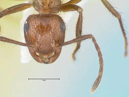Myrmicaria opaciventris specimen FOCOL1580 image focol1580_2