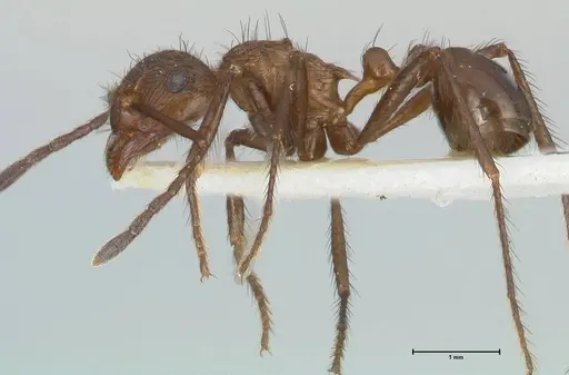 Myrmicaria opaciventris specimen FOCOL1580 image focol1580_3