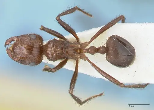 Myrmicaria opaciventris specimen FOCOL1581 image focol1581_1