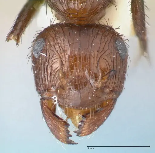 Myrmicaria opaciventris specimen FOCOL1581 image focol1581_2