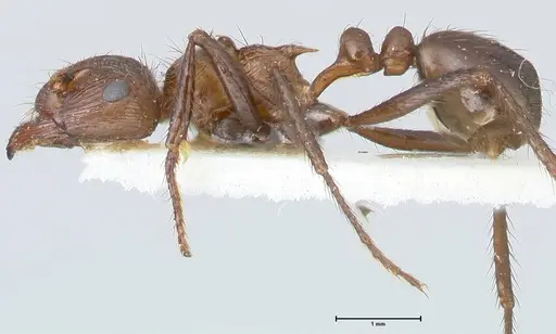 Myrmicaria opaciventris specimen FOCOL1581 image focol1581_3