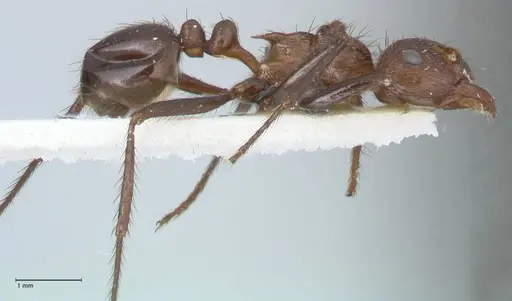 Myrmicaria opaciventris specimen FOCOL1581 image focol1581_4