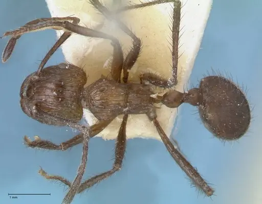 Myrmicaria opaciventris specimen FOCOL1593 image focol1593_1