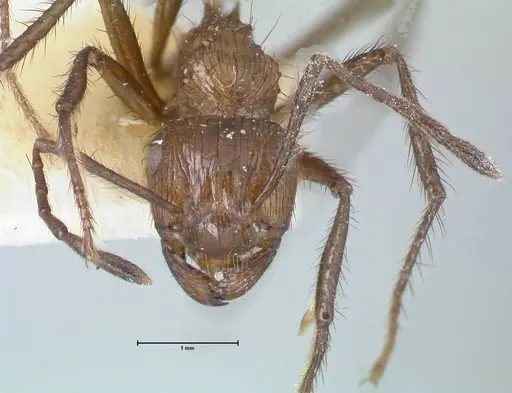 Myrmicaria opaciventris specimen FOCOL1593 image focol1593_2