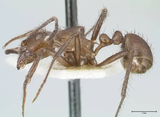 Myrmicaria opaciventris specimen FOCOL1593 image focol1593_3