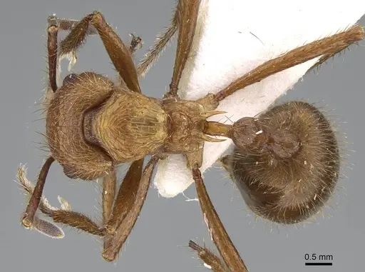 Myrmicaria opaciventris specimen KG03215 image kg03215_1