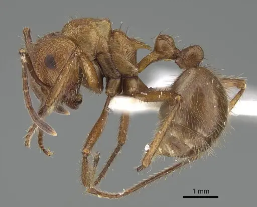Myrmicaria opaciventris specimen KG03215 image kg03215_3