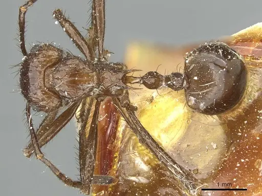 Myrmicaria reichenspergeri specimen CASENT0913053 image casent0913053_1