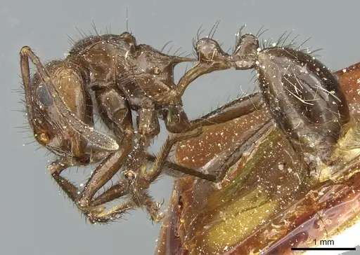 Myrmicaria reichenspergeri specimen CASENT0913053 image casent0913053_3