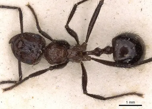 Myrmicaria rhodesiae specimen CASENT0900503 image casent0900503_1