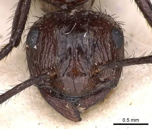 Myrmicaria rhodesiae specimen CASENT0900503 image casent0900503_2