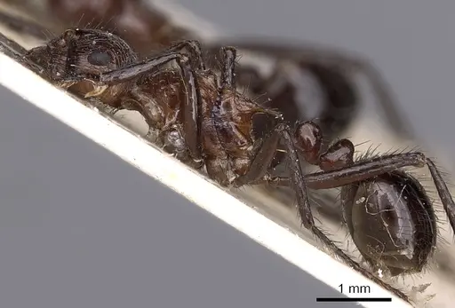 Myrmicaria rhodesiae specimen CASENT0900503 image casent0900503_3