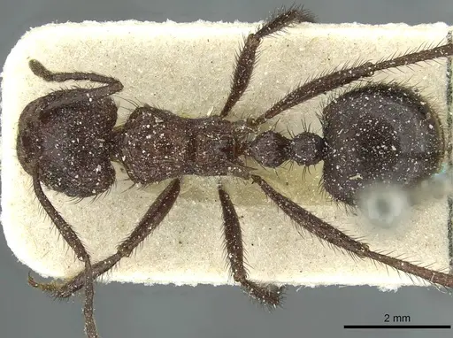 Myrmicaria rustica specimen CASENT0913054 image casent0913054_1