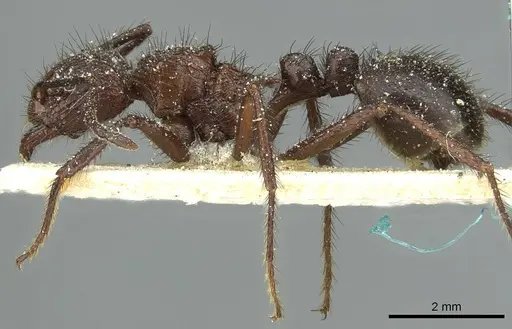 Myrmicaria rustica specimen CASENT0913054 image casent0913054_3