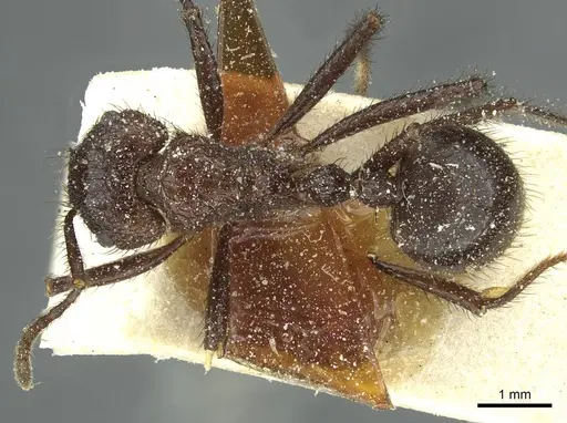 Myrmicaria rustica specimen CASENT0913055 image casent0913055_1
