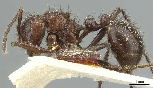 Myrmicaria rustica specimen CASENT0913055 image casent0913055_3