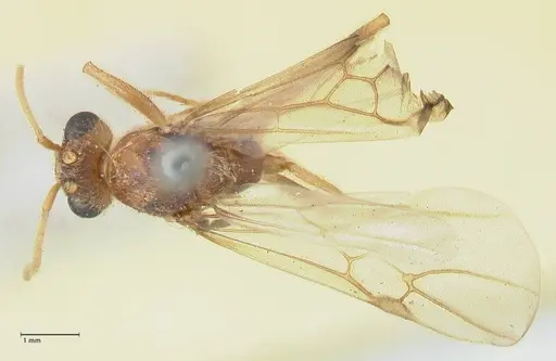 Myrmicaria rustica specimen FOCOL1606 image focol1606_1