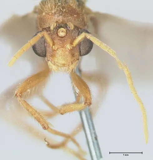 Myrmicaria rustica specimen FOCOL1606 image focol1606_2
