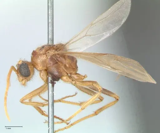 Myrmicaria rustica specimen FOCOL1606 image focol1606_3